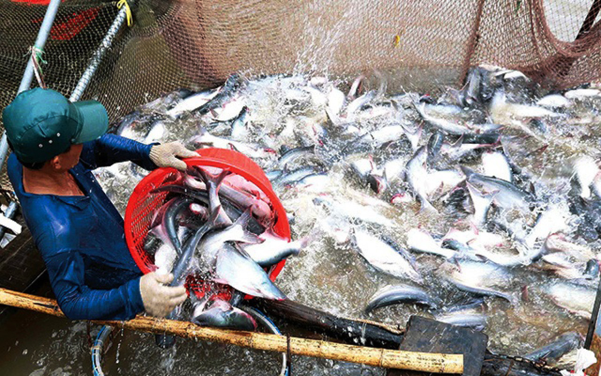 Gi&aacute; c&aacute; tra nguy&ecirc;n liệu v&agrave; gi&aacute; xuất khẩu đang nh&iacute;ch dần l&ecirc;n